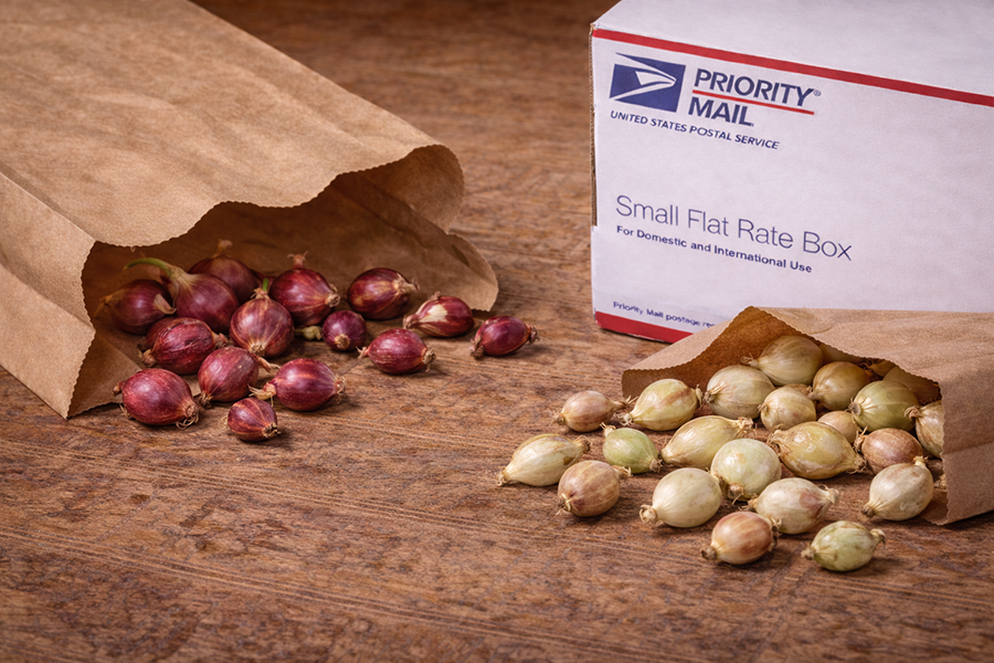 Red and White Egyptian Walking Onion topsets ready to ship in a small box.