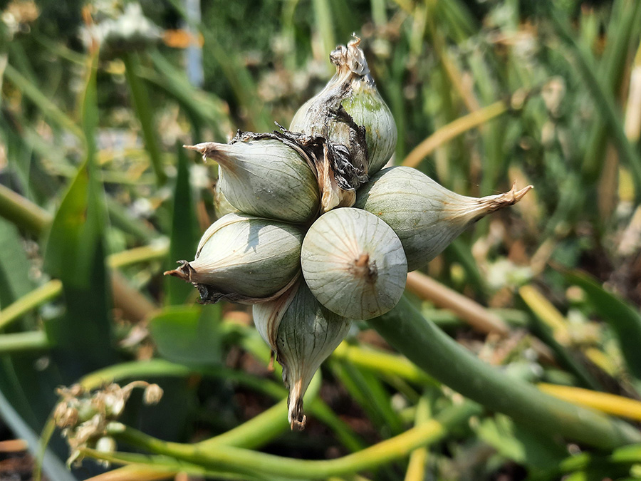 White Egyptian Walking Onion topsets in a cluster.