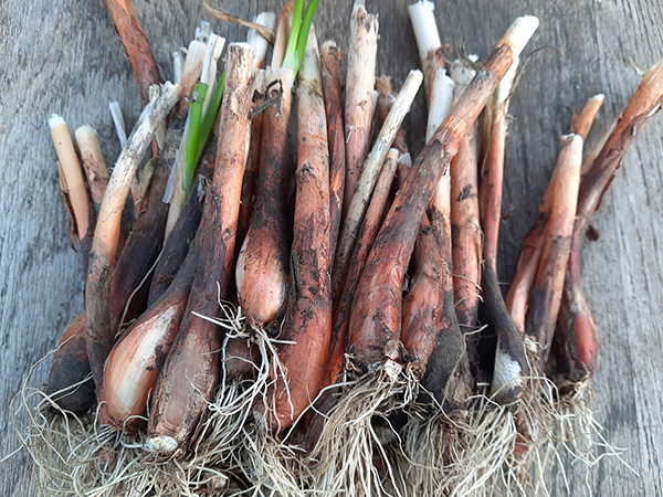 Small red ground bulb divisions of Egyptian Walking Onions.