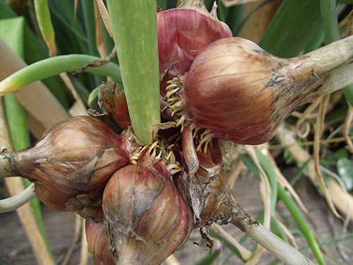 Perennial Egyptian Walking Onion zones 3-9 Organic -  Portugal