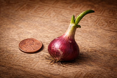 A single Egyptian Walking Onion topset with a penny for scale.