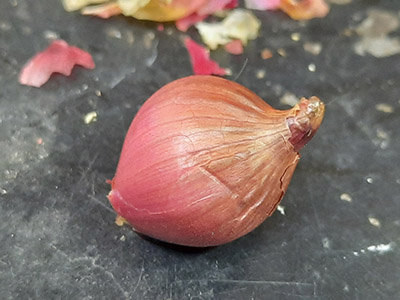 Egyptian Walking Onion topset 3 months after harvest, showing dry outer tunic layers.