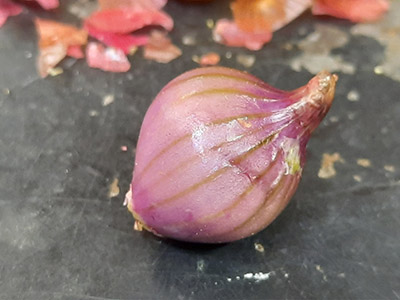Colorful live topset with shiny pink onion layer exposed; pointy end where the green sprout emerges.