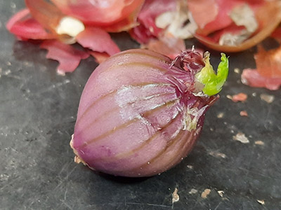 Topset with green sprout visible after peeling back the outer layers.